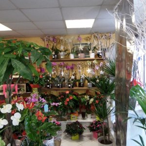 Magasin Alliance Fleurs