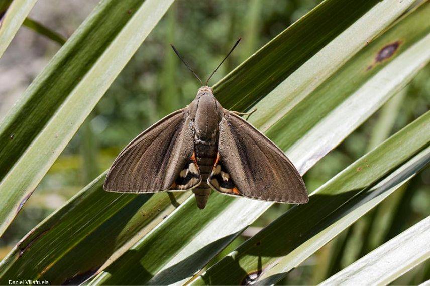 papillon du palmier