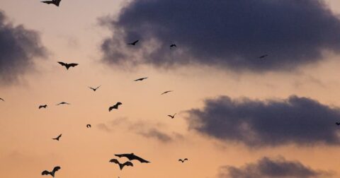 visite nature chauve-souris